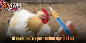 Bí quyết chữa bệnh thường gặp ở gà đá - Cẩm nang toàn diện