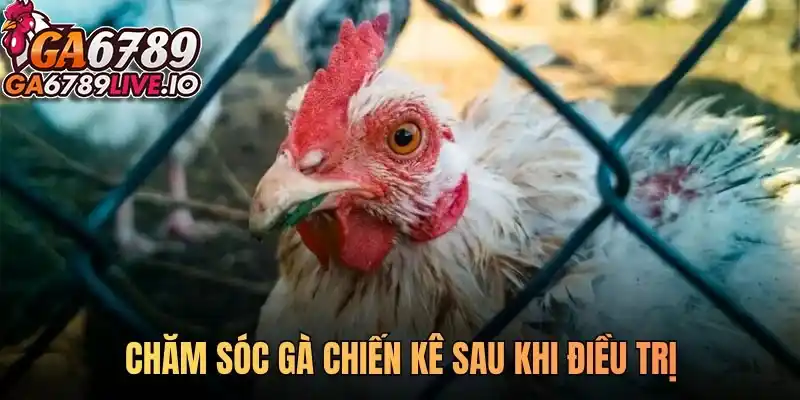 Chăm sóc gà chiến kê sau khi điều trị
