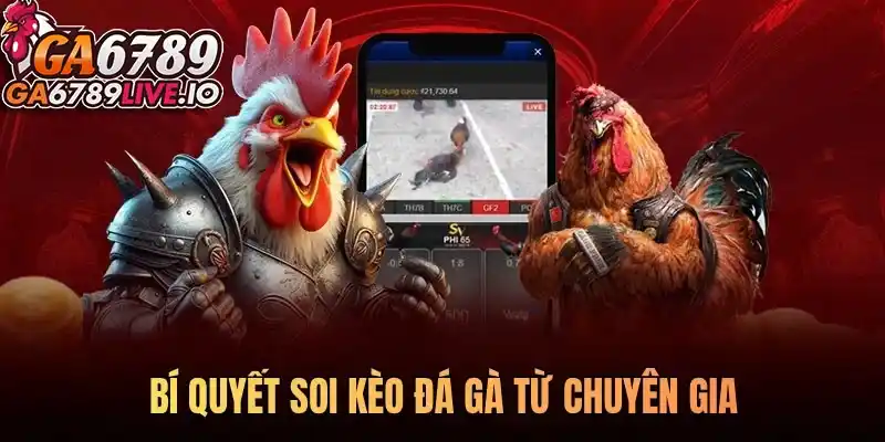 Bí quyết soi kèo đá gà từ chuyên gia - Chìa khóa chiến thắng