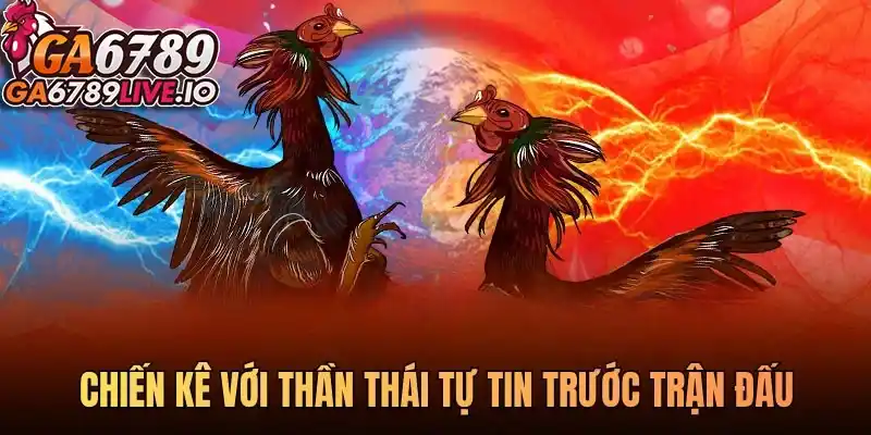 Chiến kê với thần thái tự tin trước trận đấu
