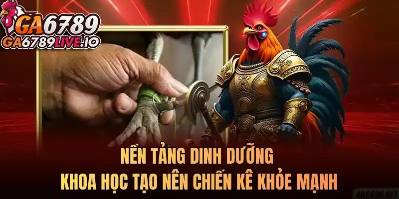 Nền tảng dinh dưỡng khoa học tạo nên chiến kê khỏe mạnh