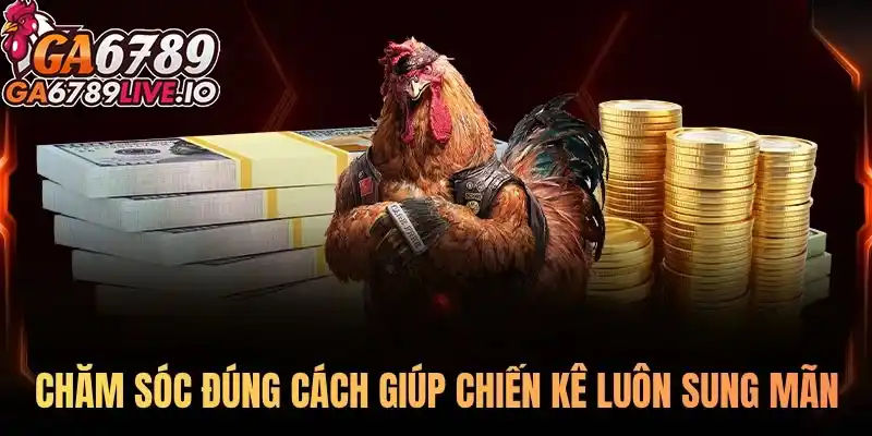 Chăm sóc đúng cách giúp chiến kê luôn sung mãn