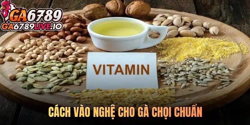 Bật mí cách vào nghệ cho gà chọi chuẩn sư kê giúp chiến kê sung mãn