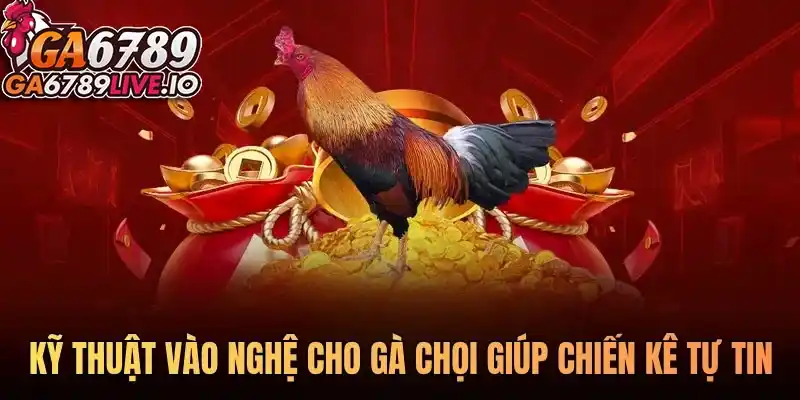 Kỹ thuật vào nghệ cho gà chọi giúp chiến kê tự tin