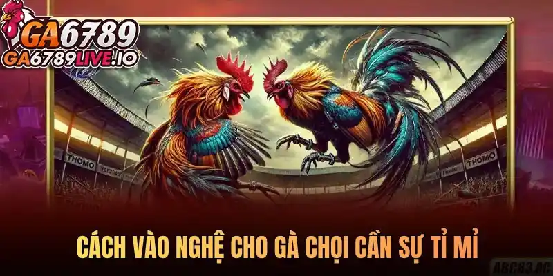 Cách vào nghệ cho gà chọi cần sự tỉ mỉ