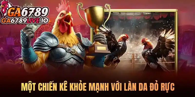 Một chiến kê khỏe mạnh với làn da đỏ rực