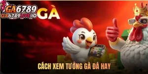Bật mí cách xem tướng gà đá hay từ A-Z cho người mới bắt đầu