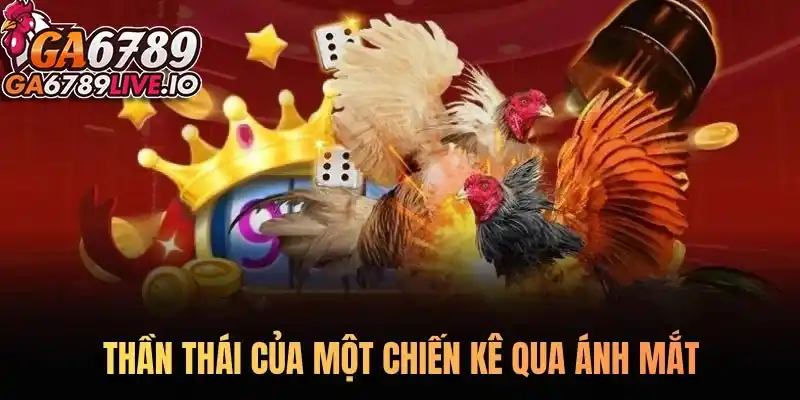 Thần thái của một chiến kê qua ánh mắt