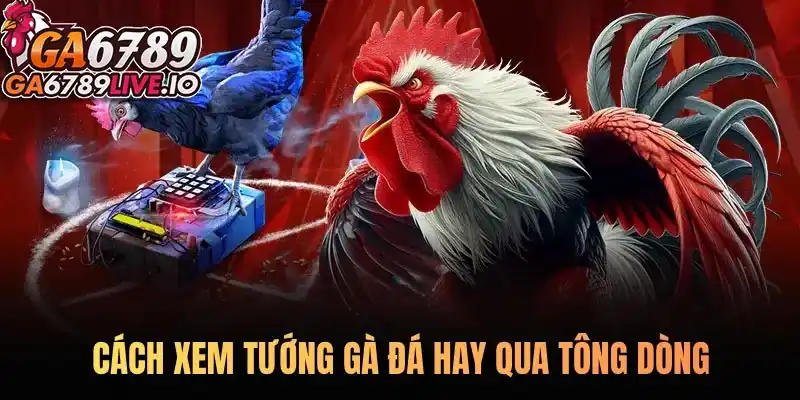 Cách xem tướng gà đá hay qua tông dòng