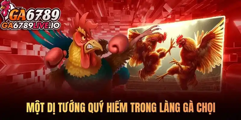 Một dị tướng quý hiếm trong làng gà chọi