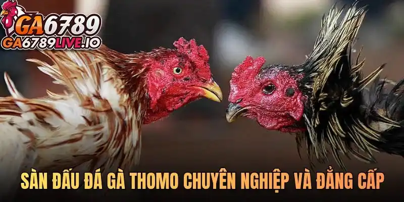 Sàn đấu đá gà Thomo chuyên nghiệp và đẳng cấp