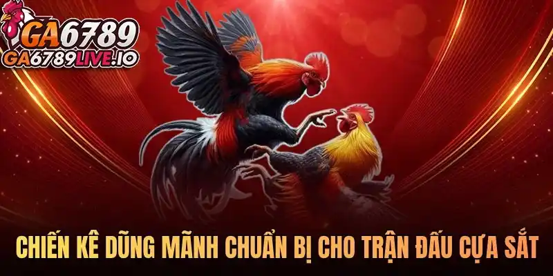 Chiến kê dũng mãnh chuẩn bị cho trận đấu cựa sắt
