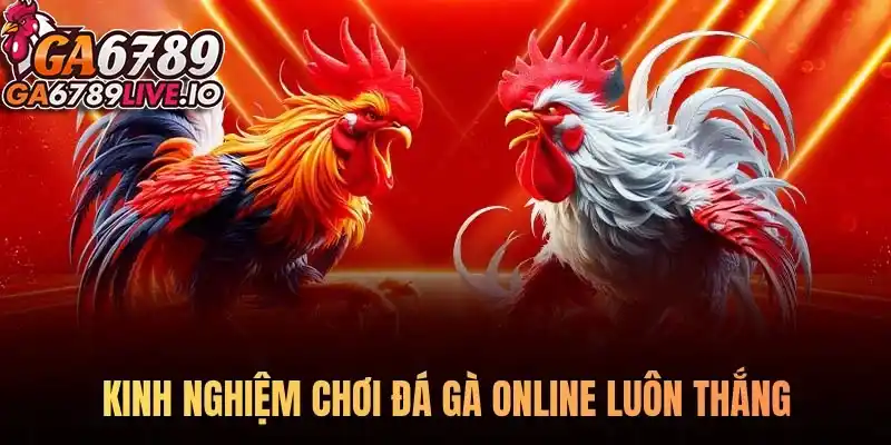 Bật mí kinh nghiệm chơi đá gà online luôn thắng cho kê thủ