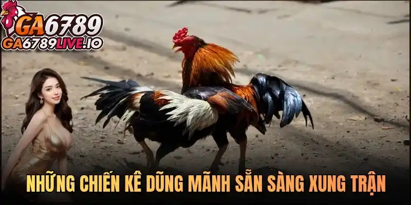 Những chiến kê dũng mãnh sẵn sàng xung trận