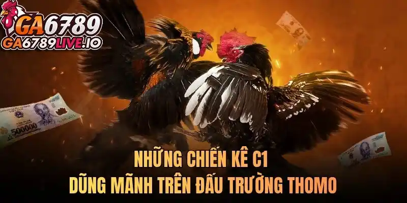 Những chiến kê C1 dũng mãnh trên đấu trường Thomo