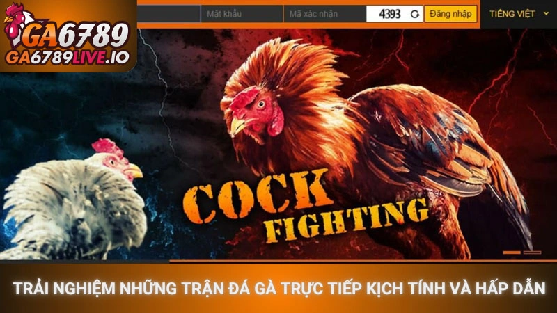 Trải nghiệm những trận đá gà trực tiếp kịch tính và hấp dẫn