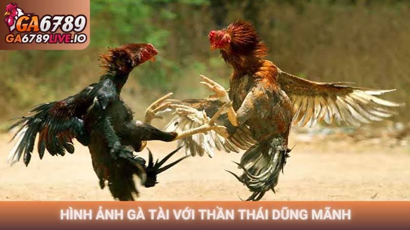 Hình ảnh gà tài với thần thái dũng mãnh