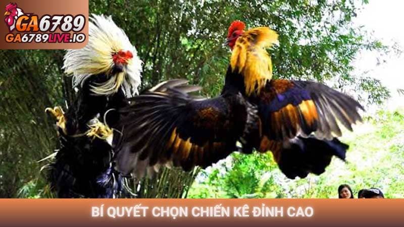 Bí quyết chọn chiến kê đỉnh cao cho hội viên Ga6789