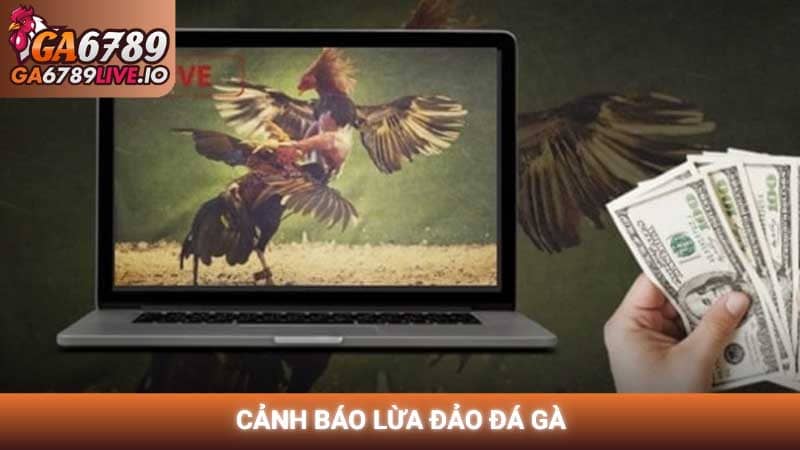 Cảnh báo lừa đảo đá gà và cẩm nang tham gia giải trí an toàn 2026