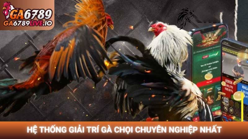 Hệ thống giải trí gà chọi chuyên nghiệp nhất